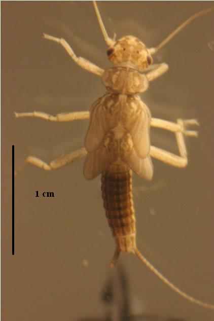 perlodidae